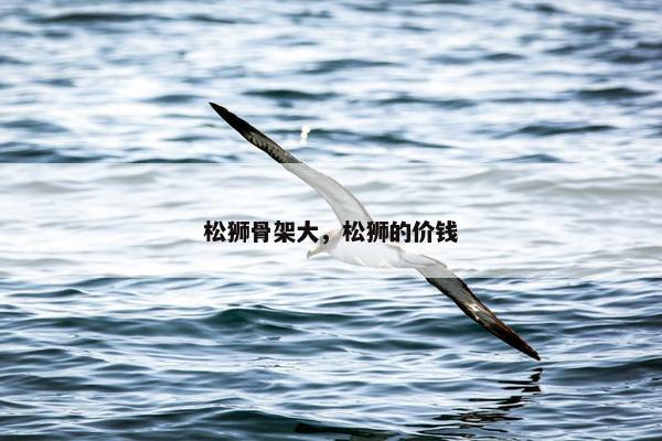 松狮骨架大，松狮的价钱