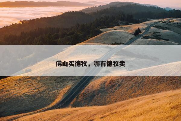 佛山买德牧，哪有德牧卖