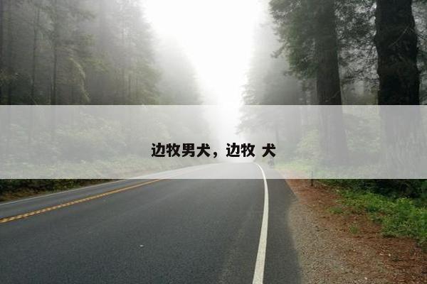 边牧男犬，边牧 犬