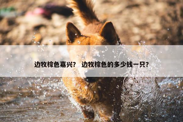 边牧棕色嘉兴？ 边牧棕色的多少钱一只？