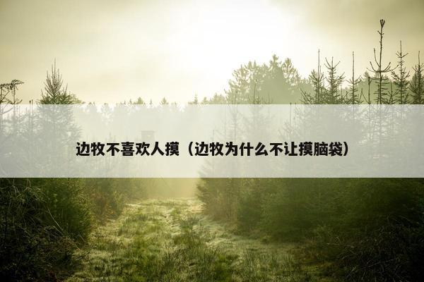 边牧不喜欢人摸（边牧为什么不让摸脑袋）