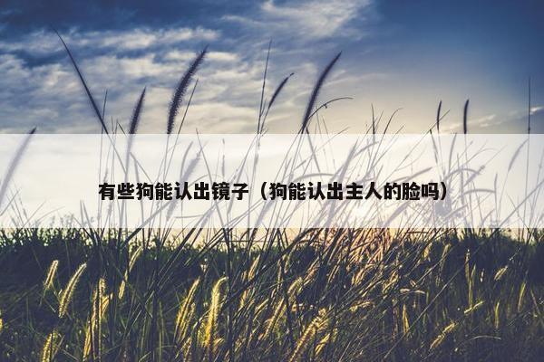 有些狗能认出镜子（狗能认出主人的脸吗）