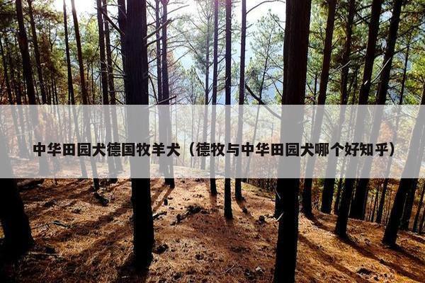 中华田园犬德国牧羊犬（德牧与中华田园犬哪个好知乎）