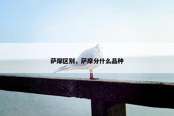 萨摩区别，萨摩分什么品种