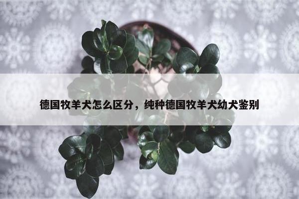 德国牧羊犬怎么区分，纯种德国牧羊犬幼犬鉴别