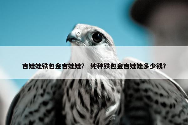 吉娃娃铁包金吉娃娃？ 纯种铁包金吉娃娃多少钱？