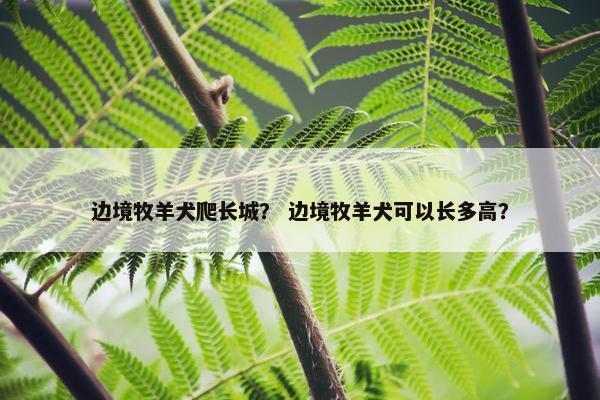 边境牧羊犬爬长城？ 边境牧羊犬可以长多高？