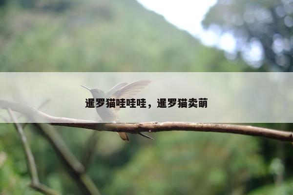 暹罗猫哇哇哇，暹罗猫卖萌