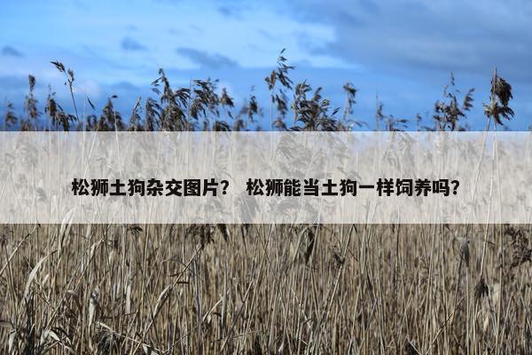 松狮土狗杂交图片？ 松狮能当土狗一样饲养吗？