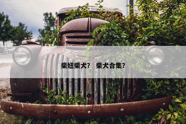 柴妞柴犬？ 柴犬合集？