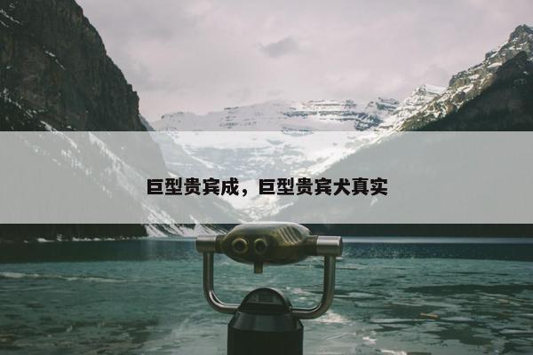 巨型贵宾成，巨型贵宾犬真实