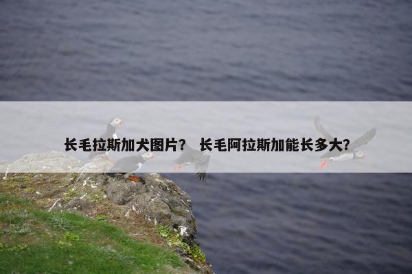 长毛拉斯加犬图片？ 长毛阿拉斯加能长多大？