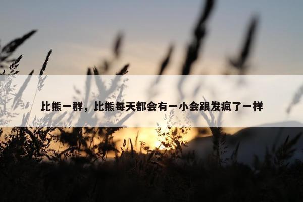 比熊一群，比熊每天都会有一小会跟发疯了一样