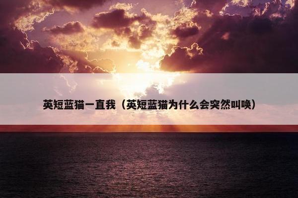 英短蓝猫一直我（英短蓝猫为什么会突然叫唤）