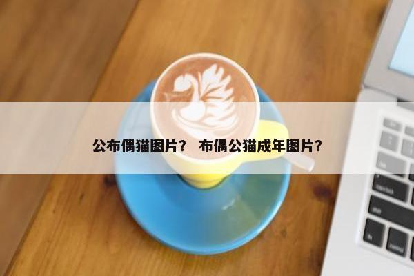 公布偶猫图片？ 布偶公猫成年图片？