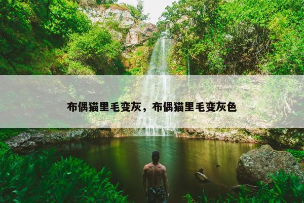 布偶猫里毛变灰，布偶猫里毛变灰色