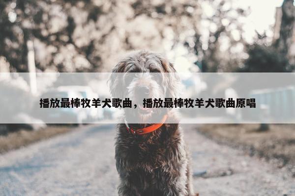 播放最棒牧羊犬歌曲，播放最棒牧羊犬歌曲原唱