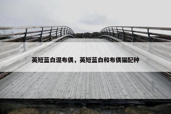 英短蓝白混布偶，英短蓝白和布偶猫配种