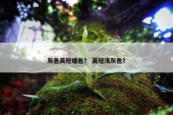 灰色英短瞳色？ 英短浅灰色？