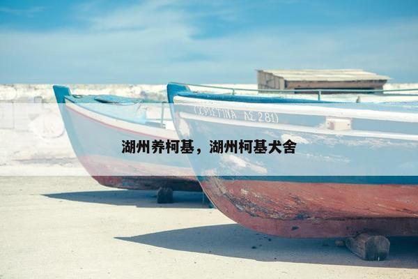湖州养柯基，湖州柯基犬舍