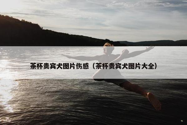 茶杯贵宾犬图片伤感（茶杯贵宾犬图片大全）