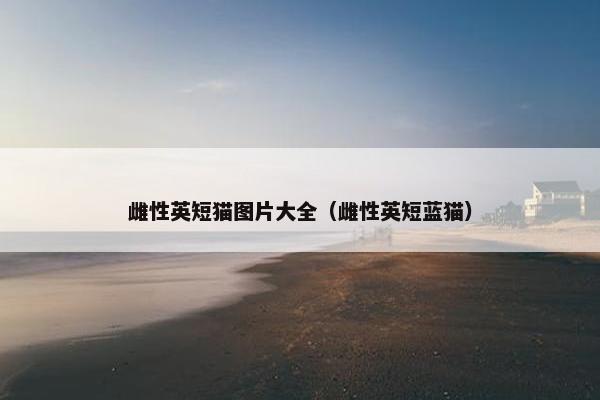 雌性英短猫图片大全（雌性英短蓝猫）