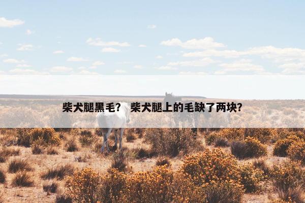 柴犬腿黑毛？ 柴犬腿上的毛缺了两块？
