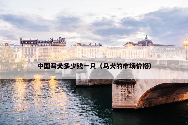 中国马犬多少钱一只（马犬的市场价格）