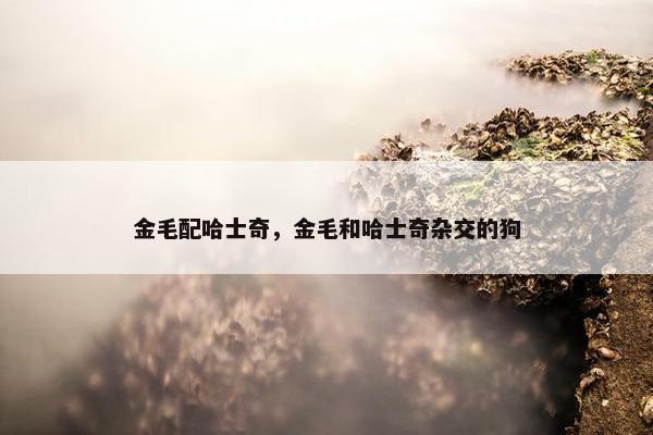 金毛配哈士奇，金毛和哈士奇杂交的狗