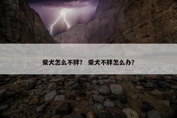 柴犬怎么不胖？ 柴犬不胖怎么办？