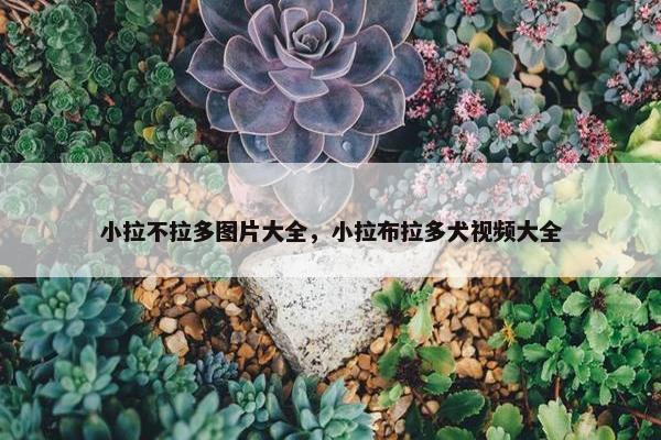小拉不拉多图片大全，小拉布拉多犬视频大全