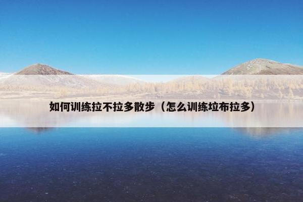 如何训练拉不拉多散步（怎么训练垃布拉多）