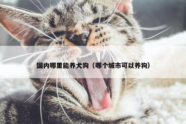 国内哪里能养犬狗（哪个城市可以养狗）