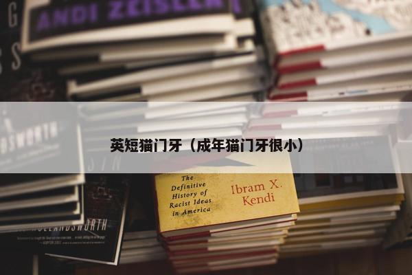 英短猫门牙（成年猫门牙很小）