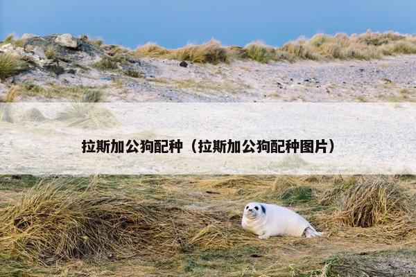 拉斯加公狗配种（拉斯加公狗配种图片）