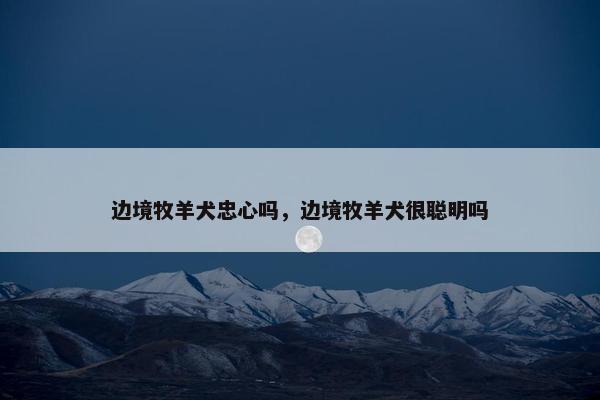 边境牧羊犬忠心吗，边境牧羊犬很聪明吗