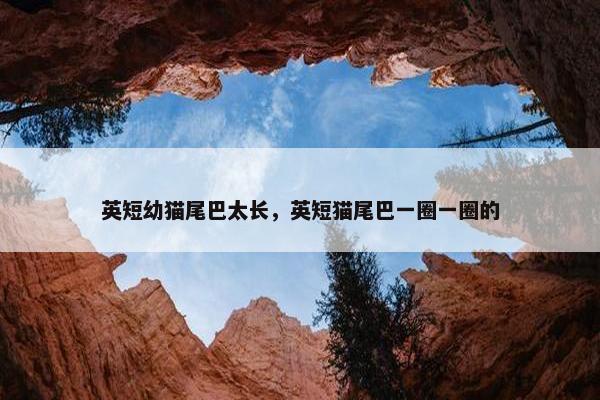 英短幼猫尾巴太长，英短猫尾巴一圈一圈的