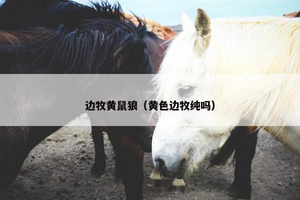 边牧黄鼠狼（黄色边牧纯吗）