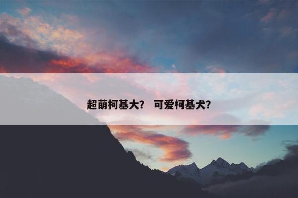 超萌柯基大？ 可爱柯基犬？