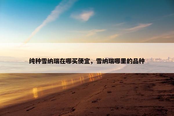 纯种雪纳瑞在哪买便宜，雪纳瑞哪里的品种