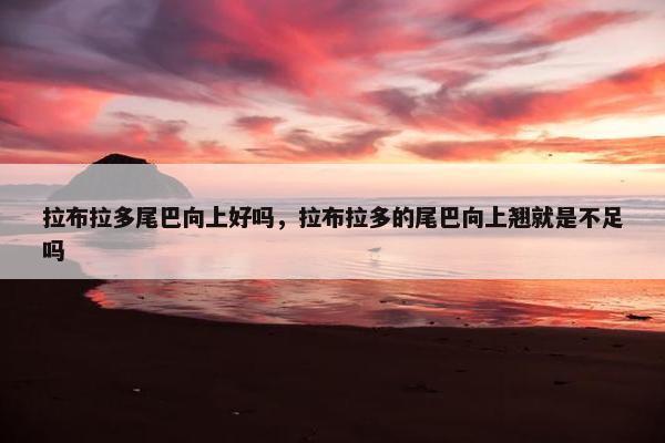 拉布拉多尾巴向上好吗，拉布拉多的尾巴向上翘就是不足吗