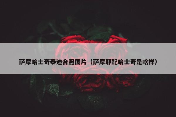 萨摩哈士奇泰迪合照图片（萨摩耶配哈士奇是啥样）