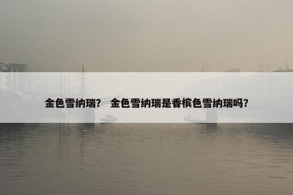 金色雪纳瑞？ 金色雪纳瑞是香槟色雪纳瑞吗？