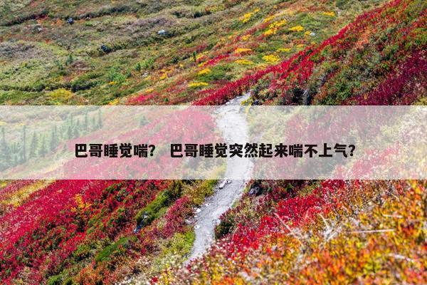 巴哥睡觉喘？ 巴哥睡觉突然起来喘不上气？