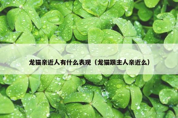 龙猫亲近人有什么表现（龙猫跟主人亲近么）