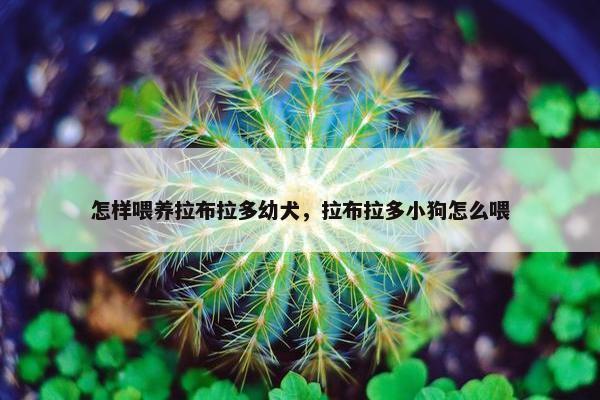 怎样喂养拉布拉多幼犬，拉布拉多小狗怎么喂