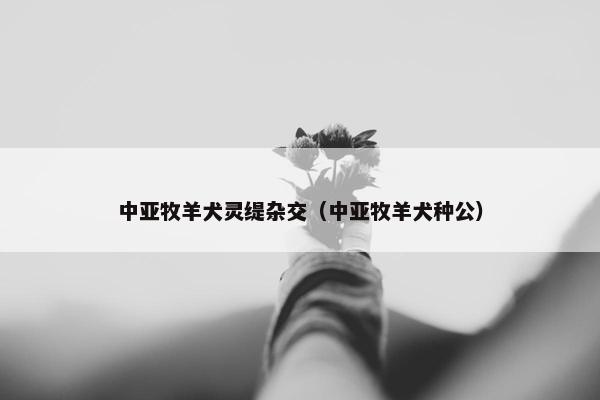 中亚牧羊犬灵缇杂交（中亚牧羊犬种公）