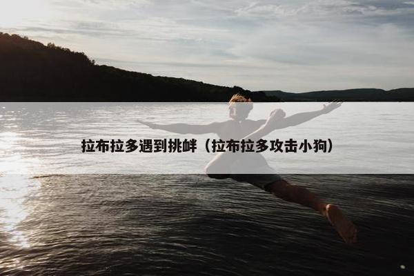 拉布拉多遇到挑衅（拉布拉多攻击小狗）