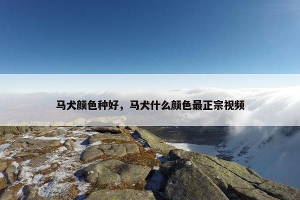 马犬颜色种好，马犬什么颜色最正宗视频