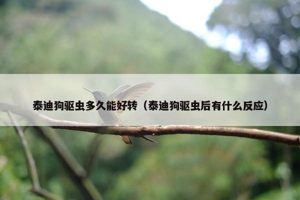 泰迪狗驱虫多久能好转（泰迪狗驱虫后有什么反应）